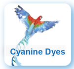 Cyanine dyes