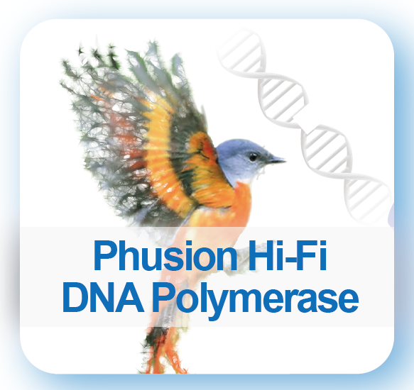 Phusion high-fidelity DNA polymerase