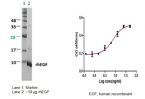 Epidermal Growth Factor (EGF), human recombinant