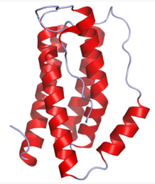 IL-6, rat recombinant