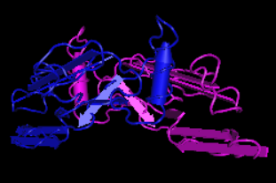 TGF-beta1, human recombinant protein (CHO cells)