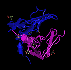 VEGF165, human recombinant protein
