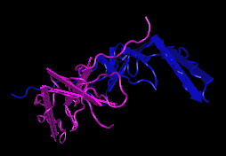 PDGF-BB, human recombinant protein