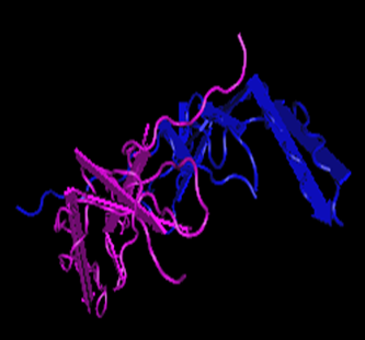 PDGF-BB, murine recombinant protein
