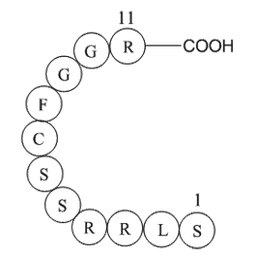 ANP (1-11), rat