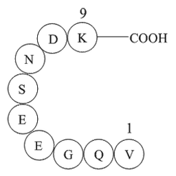 β-Interleukin I (163-171), human