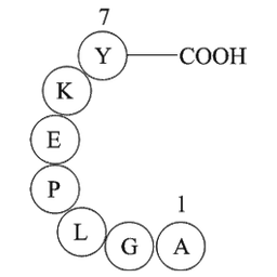 amyloid A protein fragment [Homo sapiens]