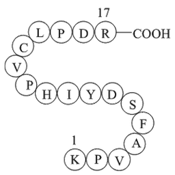 coagulation factor II (thrombin) B chain fragment [Homo sapiens]