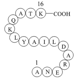 Cytochrome c fragment (93-108)