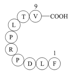 Cytochrome P450 CYP1B1 (190-198) [Homo sapiens]