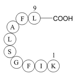 erbB-2