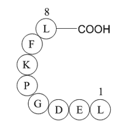 eukaryotic translation elongation factor 1 alpha 1 (EEF1A1) (387-394) [Multiple species]