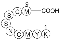 p53 tumor suppressor fragment