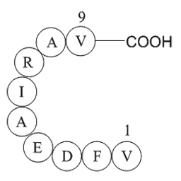 Rac GTPase fragment