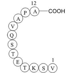 Rhodopsin peptide
