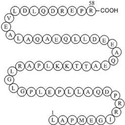 Agouti-related Protein (AGRP) (25-82), human