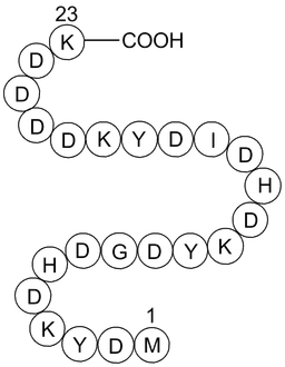 3X (DYKDDDDK) Peptide