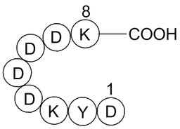DYKDDDDK tag Peptide
