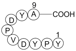 Influenza Hemagglutinin (HA) Peptide