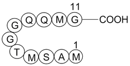 T7 Tag Peptide