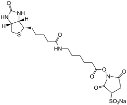 Sulfo-NHS-LC-Biotin