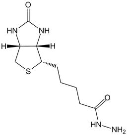 Biotin Hydrazide