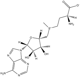 S-Adenosylmethionine (SAM)