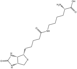Biocytin