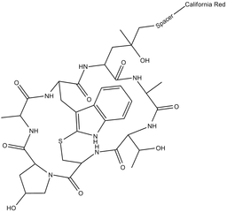 Phalloidin-California Red Conjugate