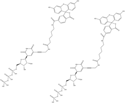 Fluorescein-12-UTP