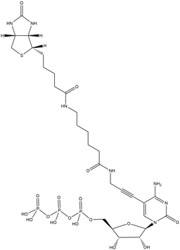 Biotin-11-CTP