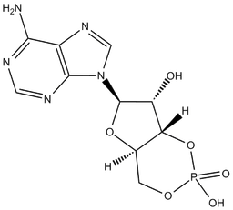 Cyclic AMP