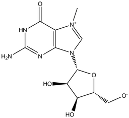 7-Methylguanosine