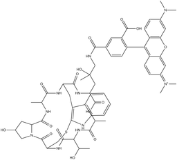 Phalloidin-Tetramethylrhodamine Conjugate