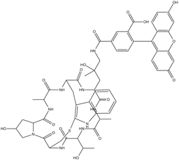 Phalloidin-Fluorescein Conjugate