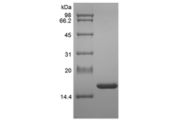 TNF-alpha, recombinant rat protein