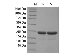 FGF-21, murine recombinant