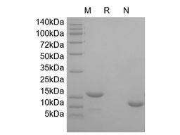 Flt3-Ligand, human recombinant