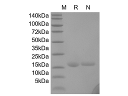 G-CSF, murine recombinant