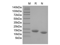 GM-CSF, human recombinant