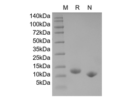 GM-CSF, murine recombinant