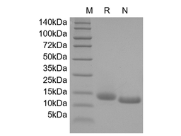 GM-CSF, rat recombinant