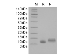IGF-1, human recombinant