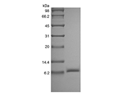 IGF-II, human recombinant