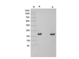 IL-1beta, human recombinant