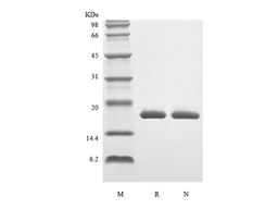 IL-1 beta, rat recombinant