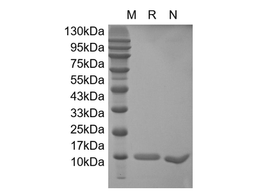 IL-2, human recombinant