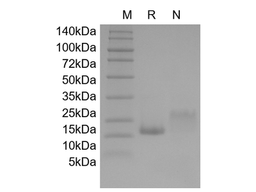 IL-4, murine recombinant