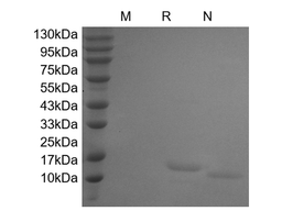 IL-7, human recombinant