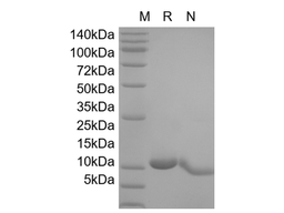 IL-7, murine recombinant
